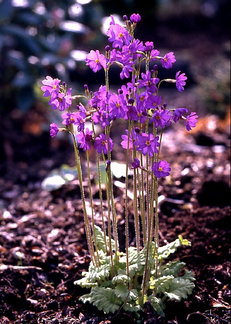 Primula cortusoides